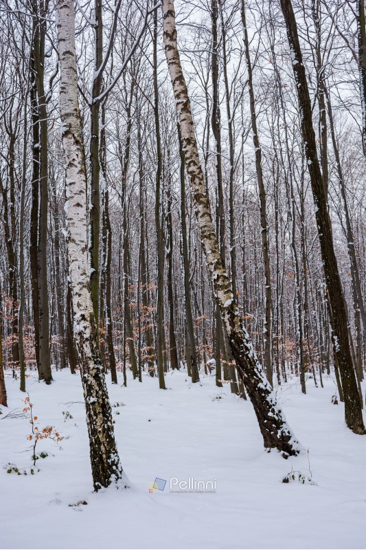 birch trees among winter beech forest. lovely nature background.