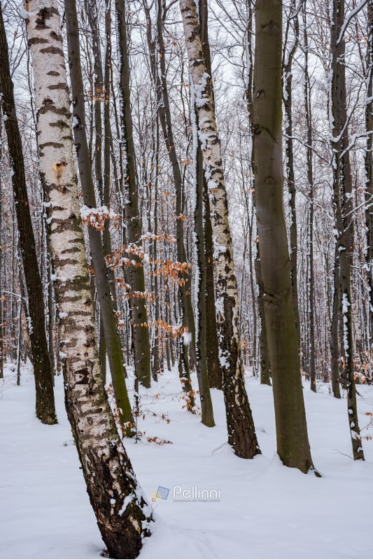 birch trees among winter beech forest. lovely nature background.