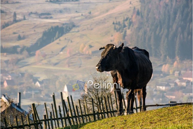 black cow on grassy hillside above the village. beautiful countryside scenery