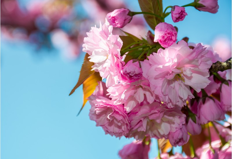 blossom of cherry tree in springtime. beautiful nature background with pink flowers on the branches