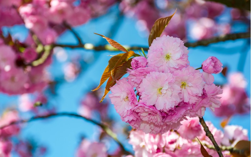 blossom of cherry tree in springtime. beautiful nature background with pink flowers on the branches