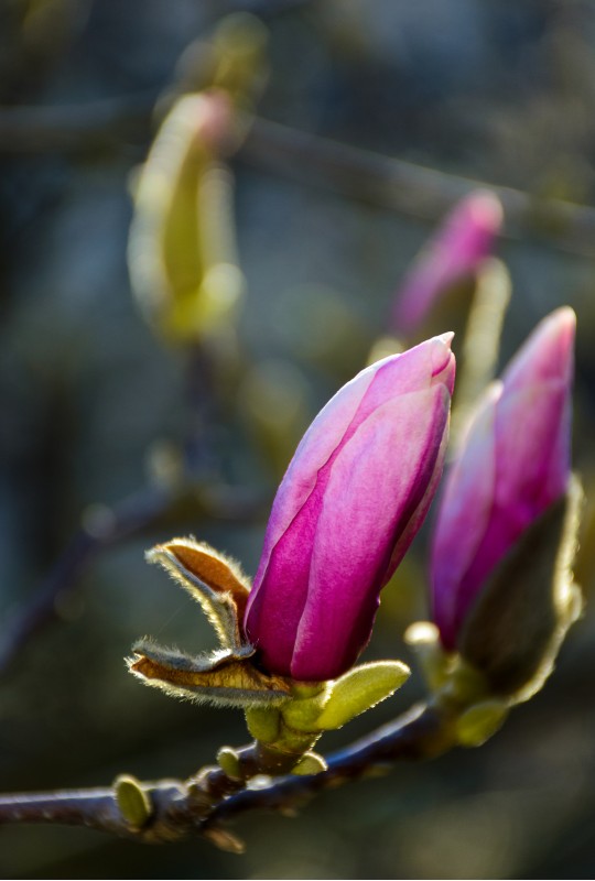 blossom of magnolia flowers. lovely nature background in springtime