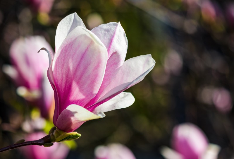 blossom of magnolia tree in springtime. beautiful nature background with purple flowers on the branches