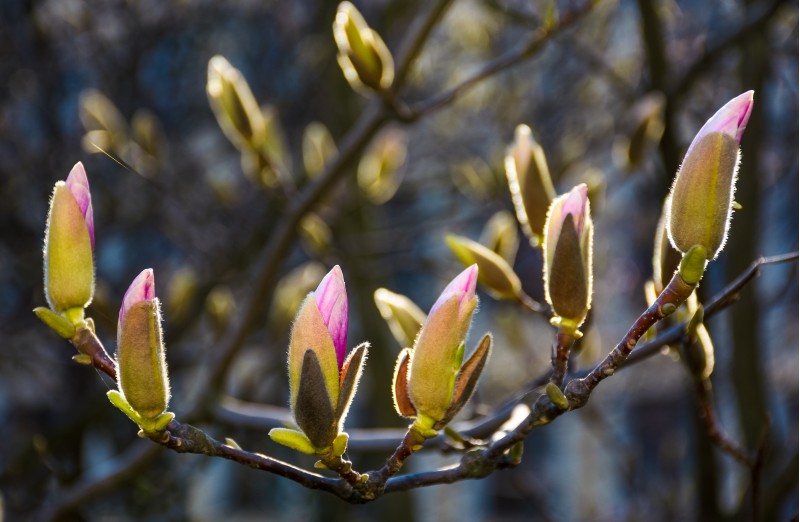blossom of magnolia tree in springtime. beautiful nature background with purple flowers on the branches