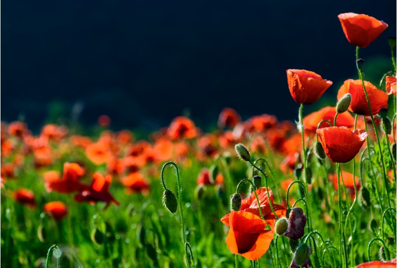blossoming poppy field. beautiful summer nature background
