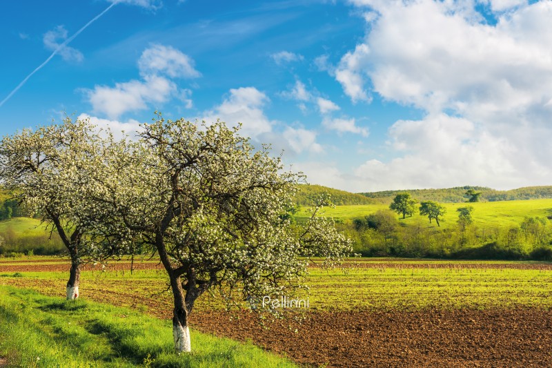 blossoming trees near the agricultural field. wonderful countryside landscape in springtime. grassy rolling hill in the distance. bright sunny weather with fluffy clouds on the blue sky