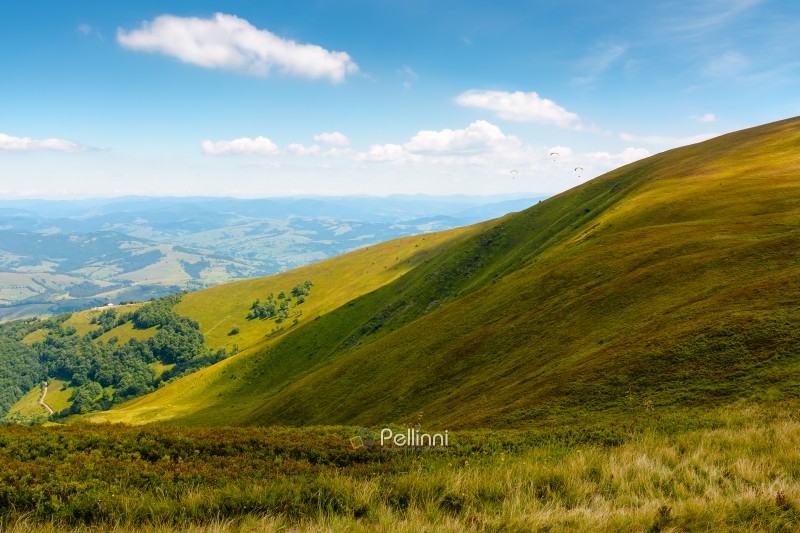 blueberries meadow in mountain landscape of ukraine. lush grass of the borzhava ridge. beautiful view of carpathian scenery