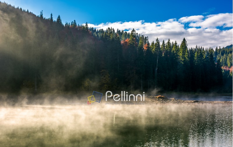 boiling water of lake in spruce forest. beautiful nature background in fine autumn weather