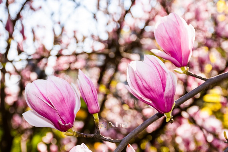 branch of showy magnolia soulangeana bloom in morning light. beautiful pink flowering of a saucer tree in the public garden. springtime floral background from uzhhorod ukraine on a sunny day