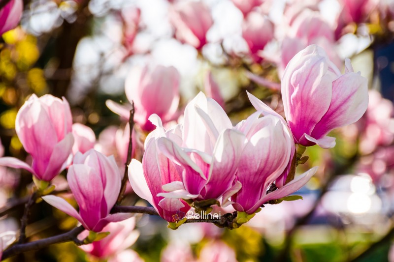 branch of showy magnolia soulangeana bloom in morning light. bea branch of showy magnolia soulangeana bloom in morning light. beautiful pink flowering of a saucer tree in the public garden. springtime floral background from uzhhorod ukraine on a sunny day