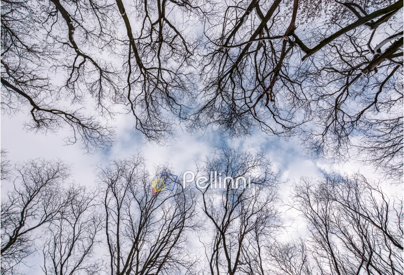 branches of naked trees under the winter sky. lovely nature background in forest