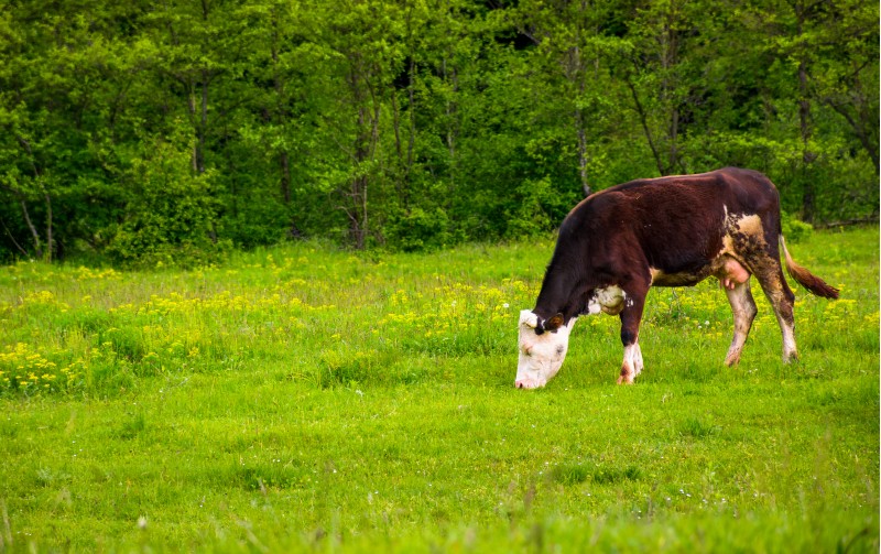 brown cow on a grassy field near the forest. lovely rural scenery in springtime