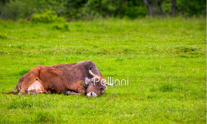 brown cow rests on a grassy meadow. cute animal emotion, act like a cat