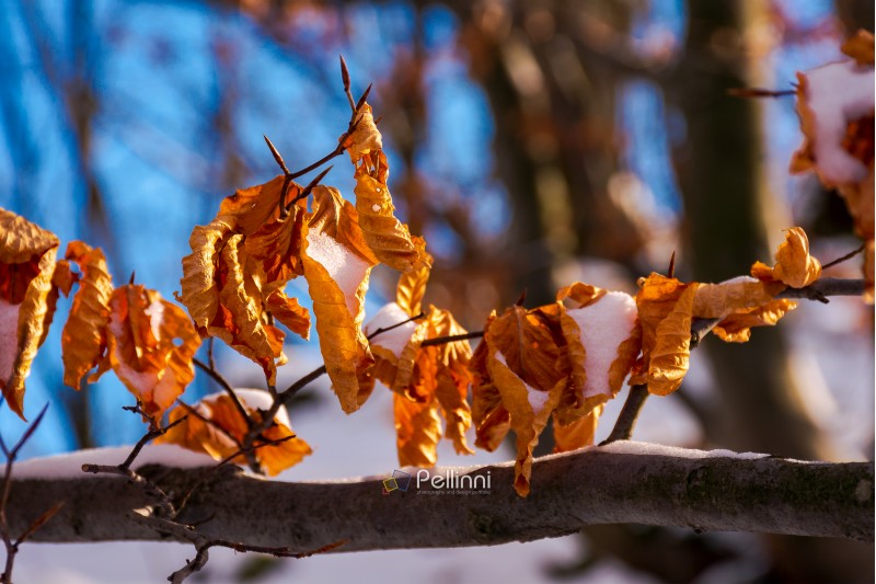 brown foliage on the branch in winter. beautiful nature background