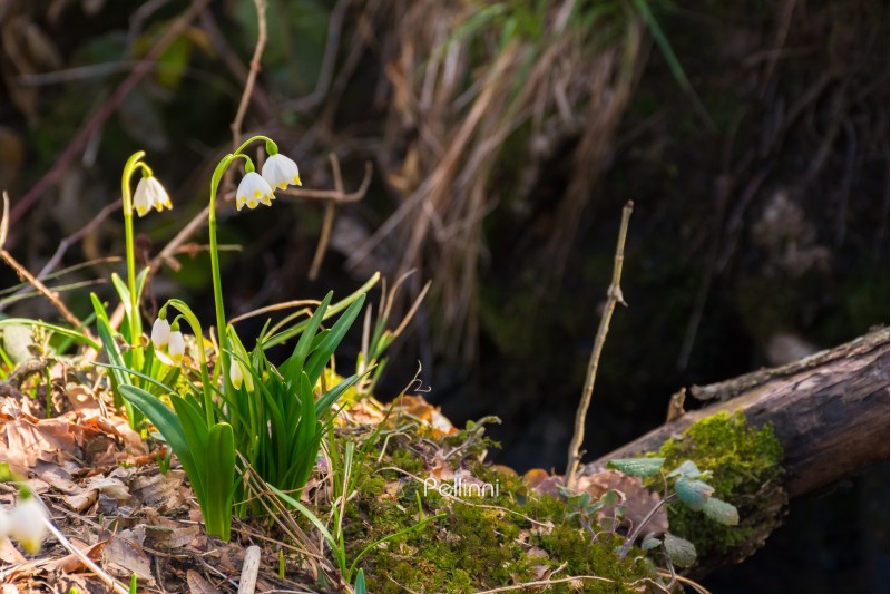 first flowers in springtime. spring snowflake also called Leucojum on a blurred background of forest meadow in sunlight. snowbell closeup among foliage.