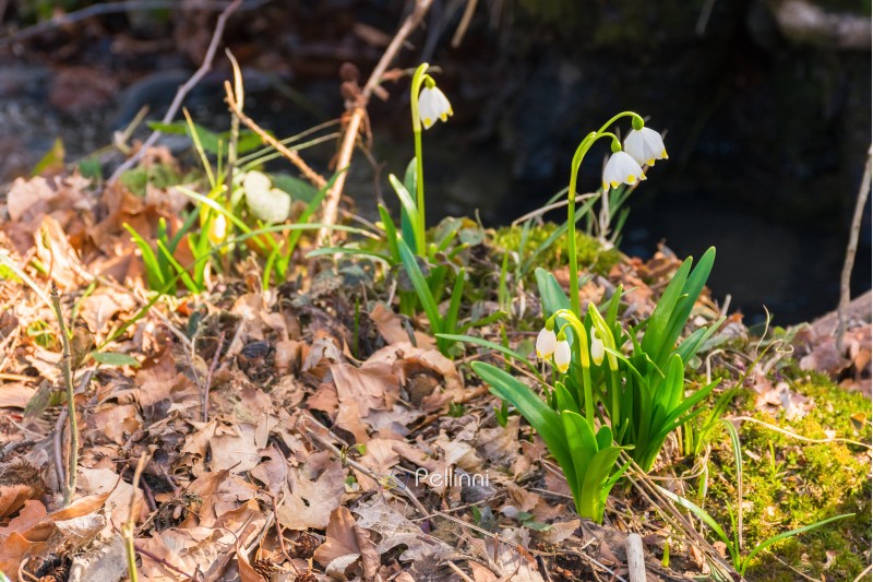 first flowers in springtime. spring snowflake also called Leucojum on a blurred background of forest meadow in sunlight. snowbell closeup among foliage.