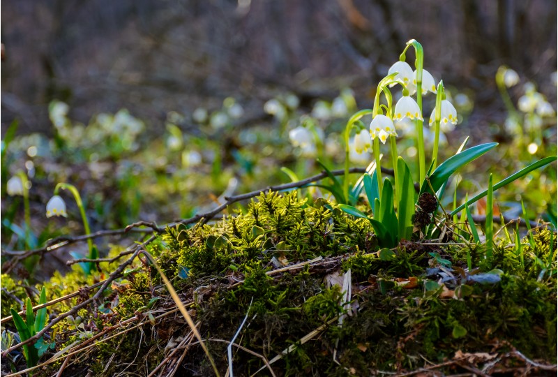 bunch of snowflake flowers on a mossy hump. lovely springtime background