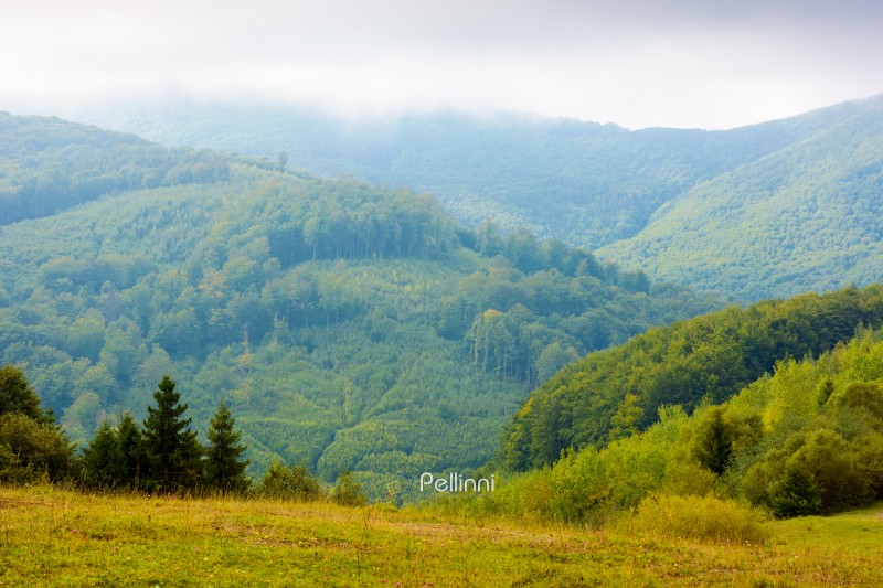 carpathian countryside landscape in autumn. grassy meadows and forested slopes on hills rolling off in to the distant valley. overcast rainy weather with grey clouds