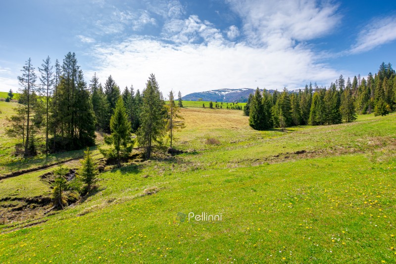 carpathian mountain landscape during spring. peaceful countryside scenery with coniferous forest near grassy field. beautiful borzhava ridge with snow capped top in the distance. remote region