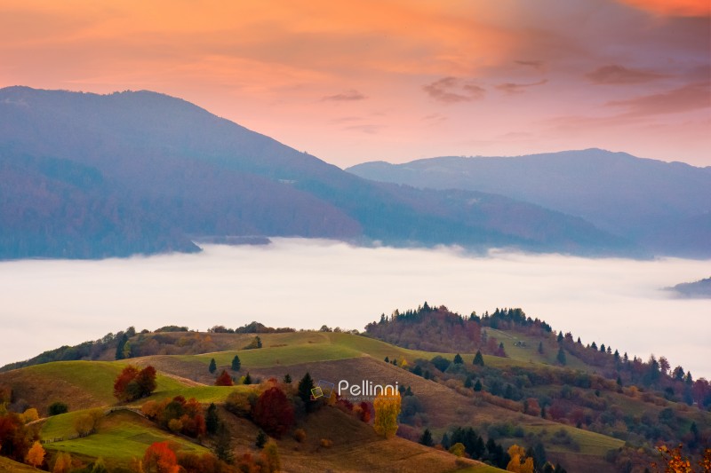 carpathian mountain landscape in autumn at sunrise. mist in the carpathian mountain landscape in autumn at sunrise. mist in the distant valley. colorful trees on hills. beautiful countryside scene of ukraine in morning light and fog. picturesque rural place