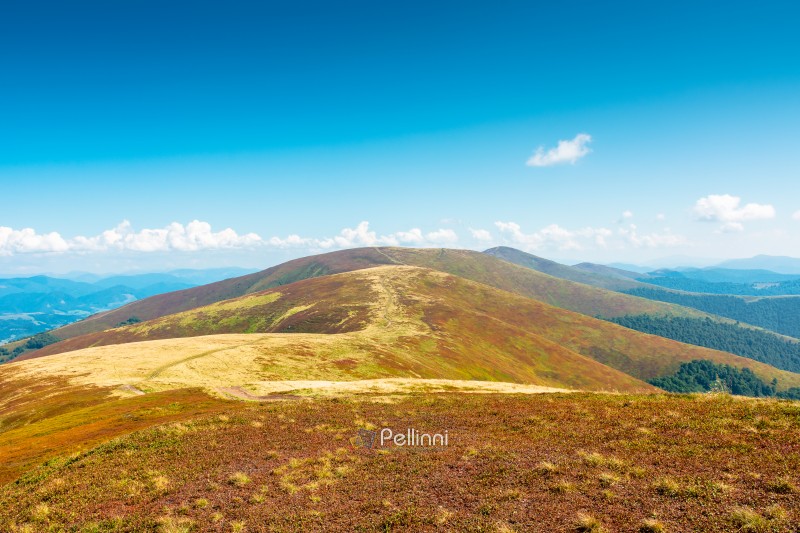 carpathian mountain landscape in late summer. scenic alps of ukraine in the afternoon. background image for hiking through borzhava ridge