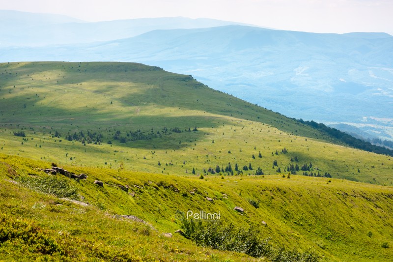 carpathian mountain landscape in summer. high altitude outdoor adventure. green alpine meadows of ukraine. grass on the rolling hills. scenic travel background in dappled light