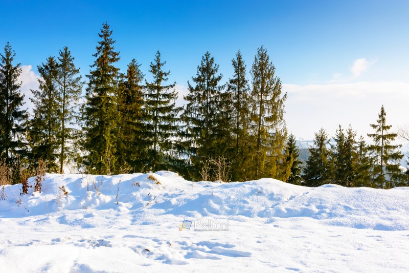 carpathian mountain landscape in winter. spruce forest on the snow covered hill. mountain scenery of ukraine on a cold sunny day. transcarpathia region