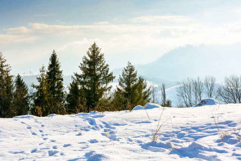 carpathian mountain landscape in winter. spruce forest on the snow covered hill. mountain scenery of ukraine on a cold sunny day. transcarpathia region