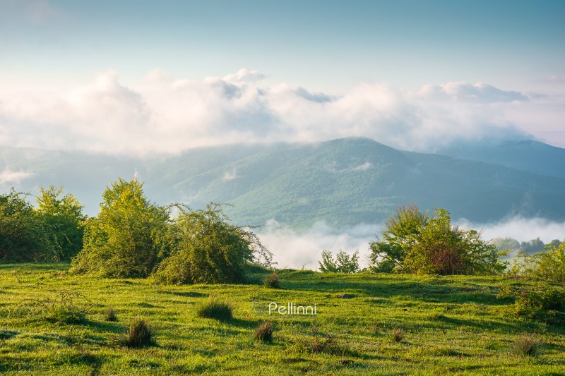 carpathian mountain landscape on a foggy morning. outdoor adventure image for stunning view of meadow in morning light. mountain field and rolling countryside valley