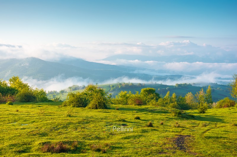 carpathian mountain landscape on a foggy morning. outdoor adventure image for stunning view of meadow in morning light. mountain field and rolling countryside valley