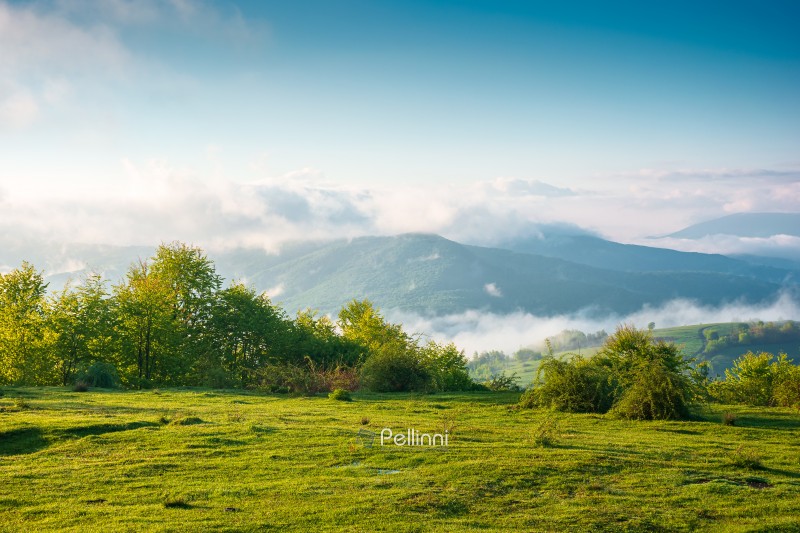 carpathian mountain landscape on a foggy morning. outdoor advent carpathian mountain landscape on a foggy morning. outdoor adventure image for stunning view of meadow in morning light. mountain field and rolling countryside valley