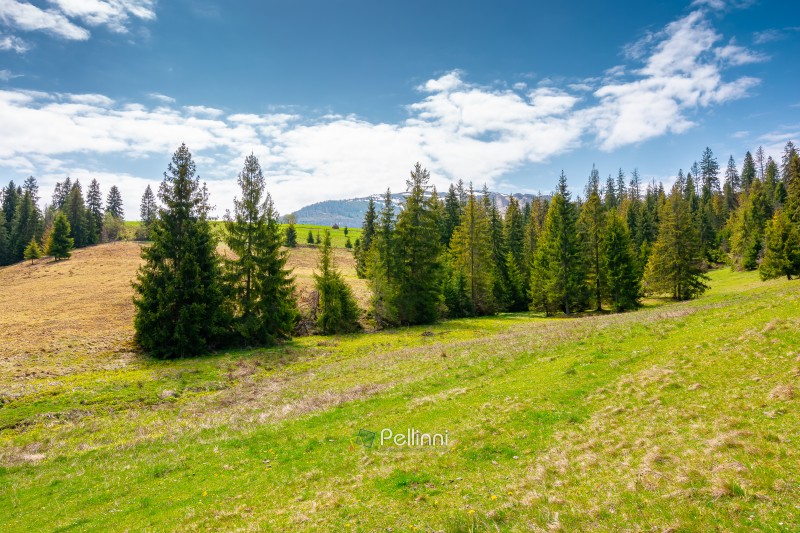 carpathian mountain scenery with coniferous forest. countryside carpathian mountain scenery with coniferous forest. countryside landscape with grassy fields and rolling hills. springtime picture of rural area under blue sky. wonderful place for outdoor adventure