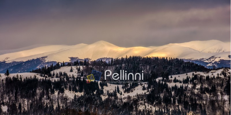 carpathian mountain peaks in snow on golden frosty sunrise in winter