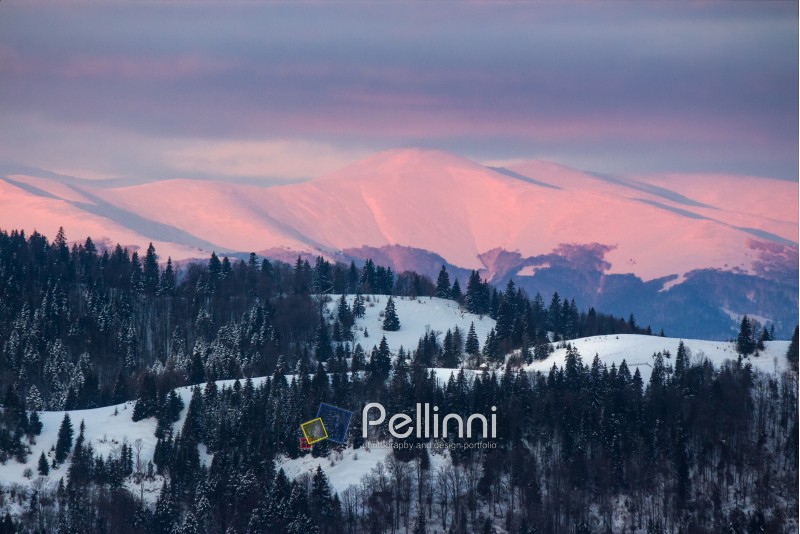 carpathian mountain valley peaks in snow on red frosty sunrise in winter