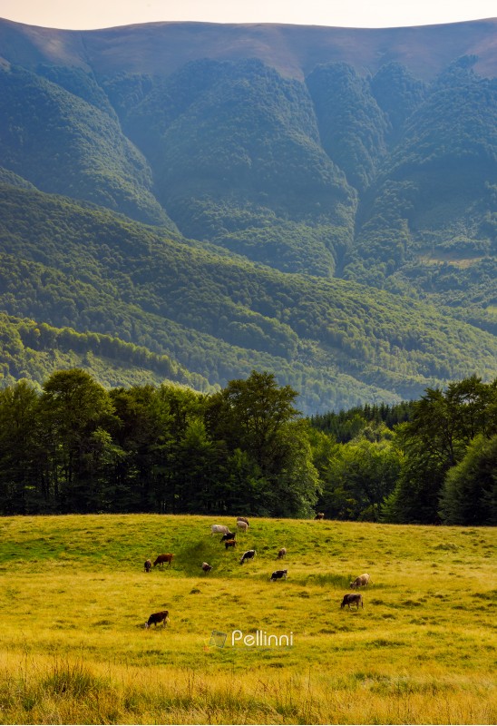 cattle of cow grazing at the foot of Apetska mountain. wide grassy meadow on hillside surrounded with beech forest. beautiful Carpathian summer landscape in afternoon