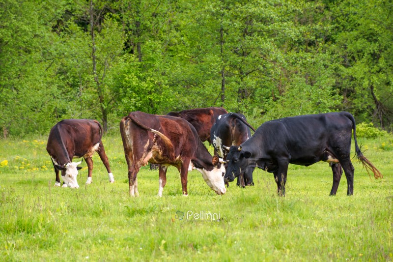 cattle of cows on a pasture near deciduous forest. lovely countr cattle of cows on a pasture near deciduous forest. lovely countryside scenery in springtime. rural cows grazing on the field. carpapthian grass fed cattle. grazing livestock background