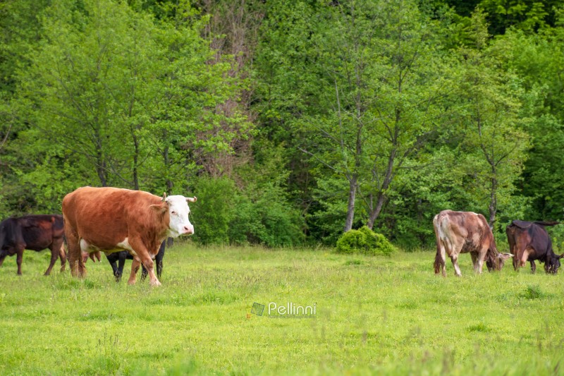 cattle of cows on a pasture near deciduous forest. lovely countryside scenery in springtime. rural cows grazing on the field. carpapthian grass fed cattle. grazing livestock background