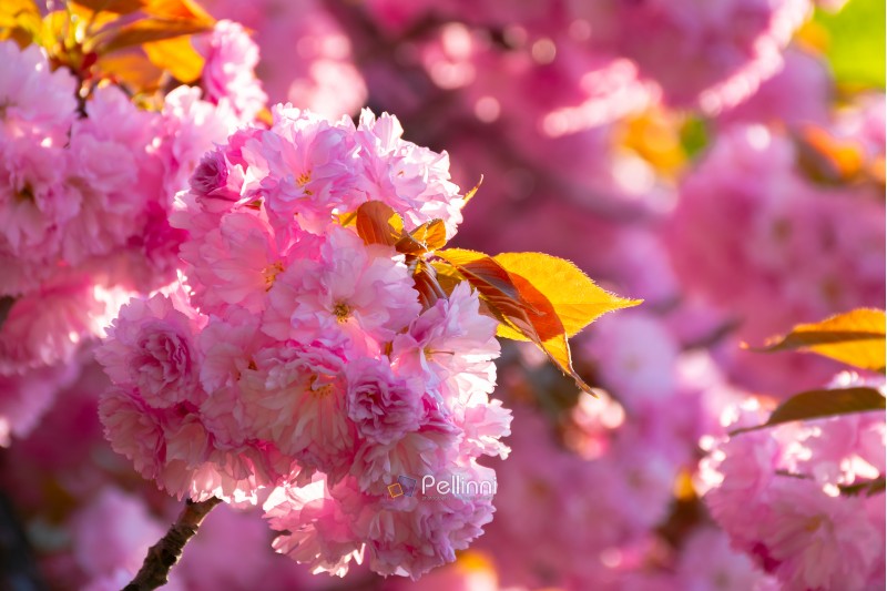 buds of beautiful and tender pink flowers of sakura. cherry blossom season