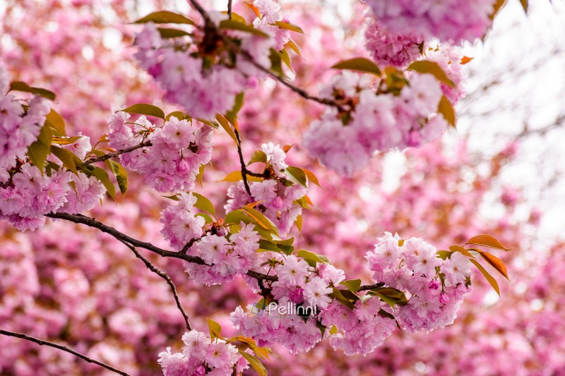 cherry blossom spring. sakura tree in pink flowers. beautiful nature background against blurred garden. romantic scene with blooming branch on a sunny day