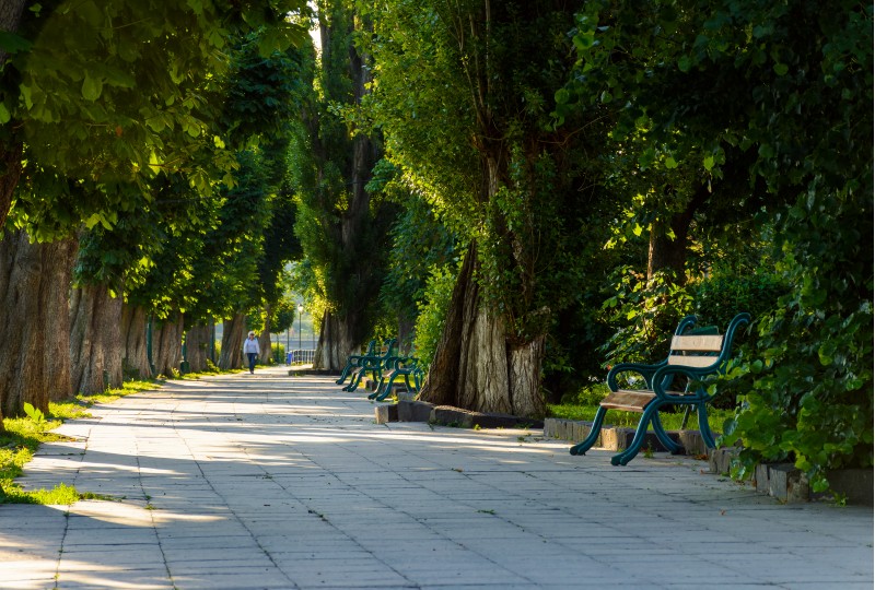 chestnut alley with benches in summertime. beautiful urban scenery in the morning