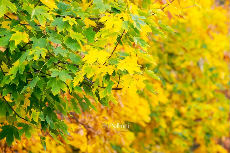 chestnut foliage in autumn. lovely natural background