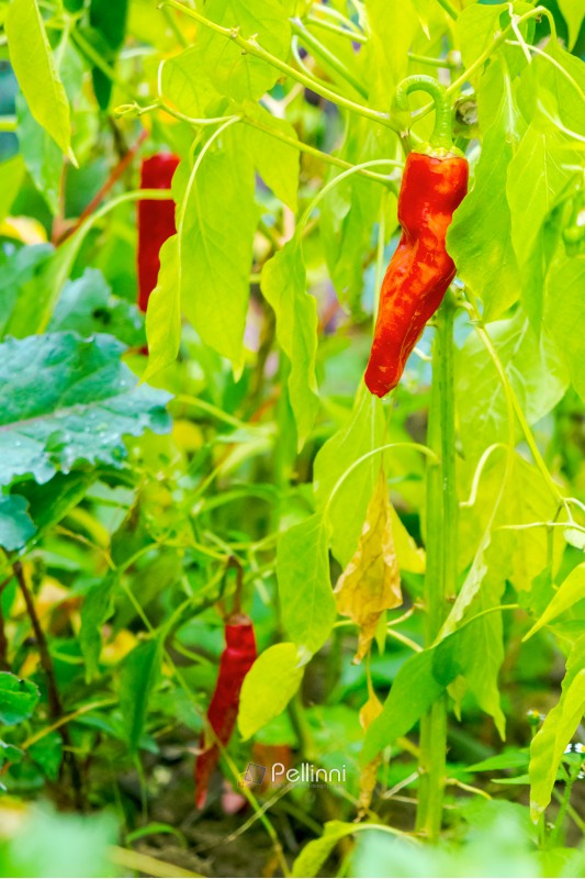 chili peppers grow in the garden. natural food farming