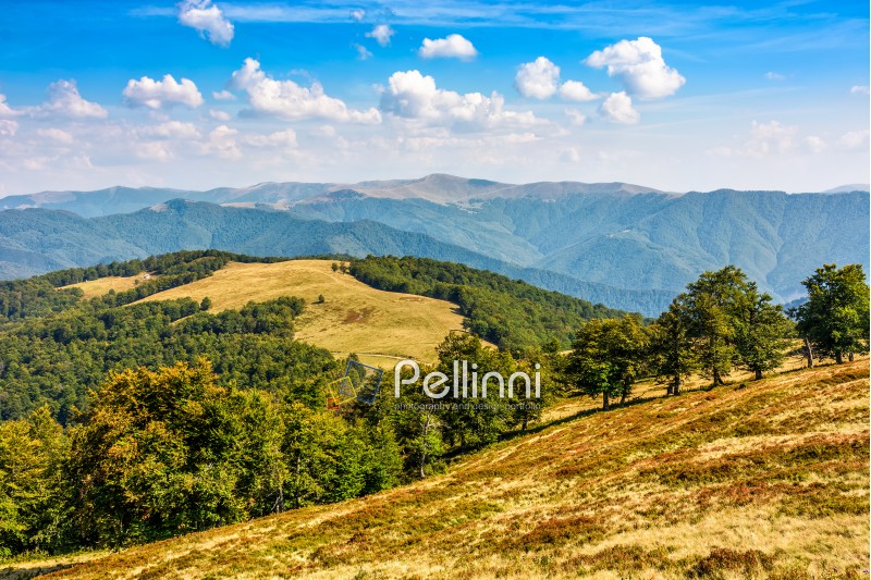 Classic Carpathian mountains landscape in summer. Spruce forest on the edge of hillside over the valley panoramic view
