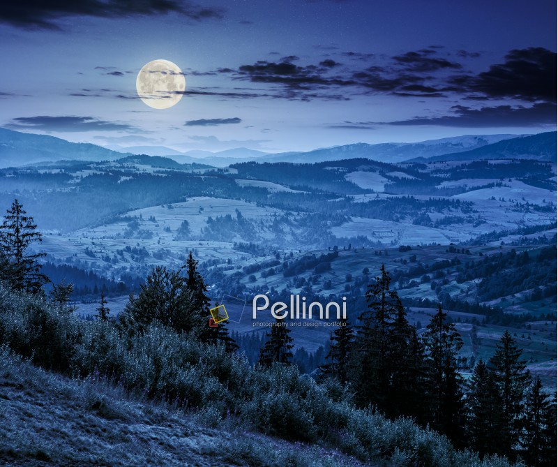 Classic Carpathian mountains landscape in summer. Spruce forest on the edge of hillside over the valley panoramic view at night in full moon light