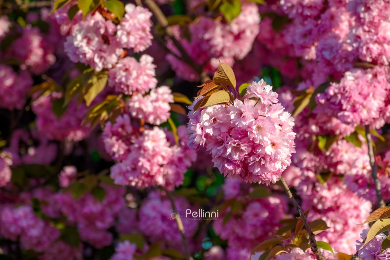 closeup of a cherry blossom branch in morning light. beautiful uzhhorod urban environment in spring bloom. japanese sakura oriental wallpaper. bright floral background for hanami viewing