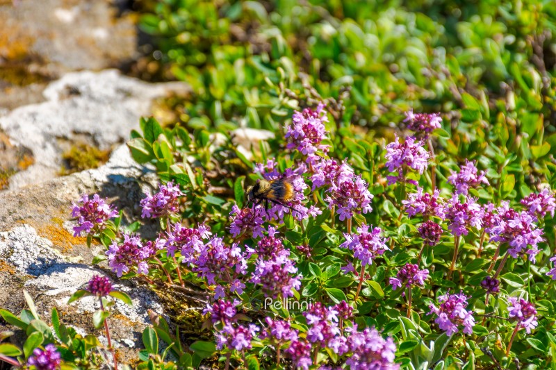 closeup picture of purple creeping thyme plant in summer. wild thymus serpyllum spices blooms on a rock background. fresh flowering nature wallpaper of herbal varieties in carpathian alps of ukraine