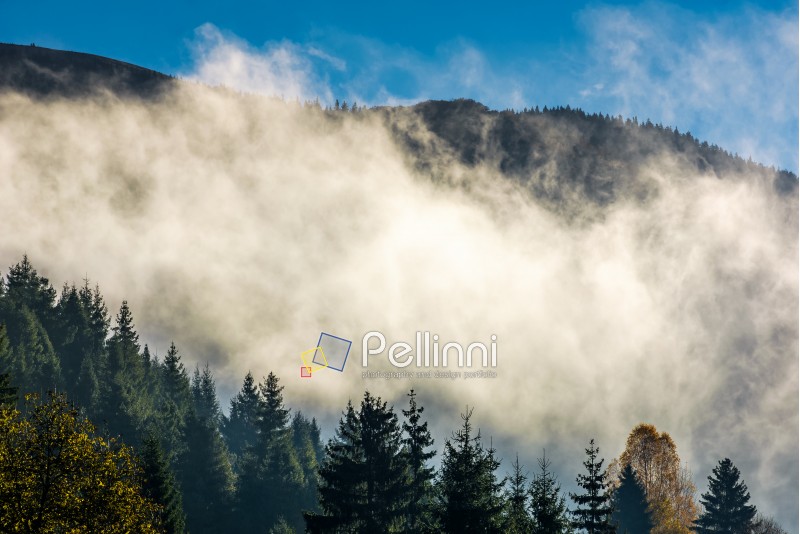 cloud rising up from the forest in autumn morning. gorgeous nature weather background