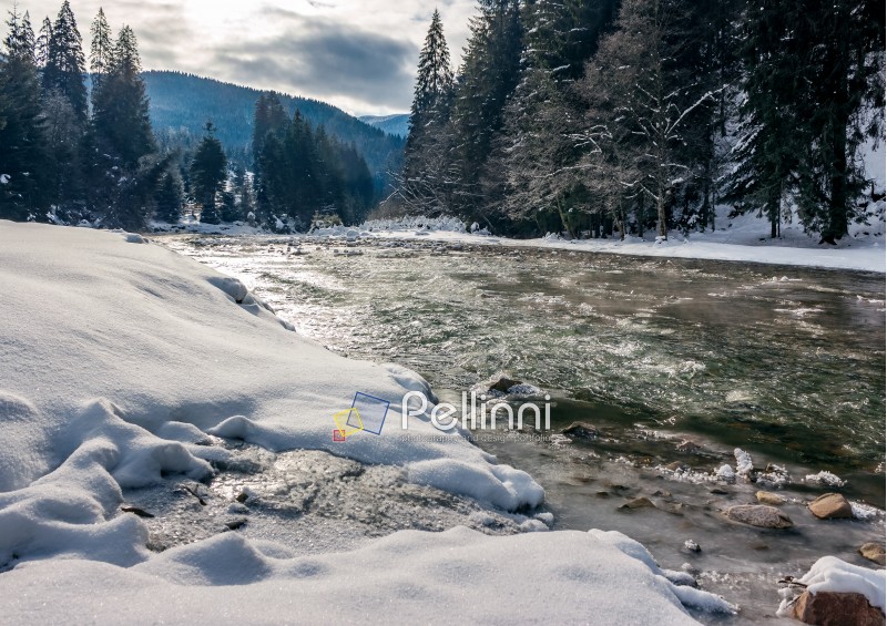 cold flow of forest river in snowy spruce forest. ice and snow on the rocky shore. gorgeous winter scenery in mountainous area on a cloudy day. 