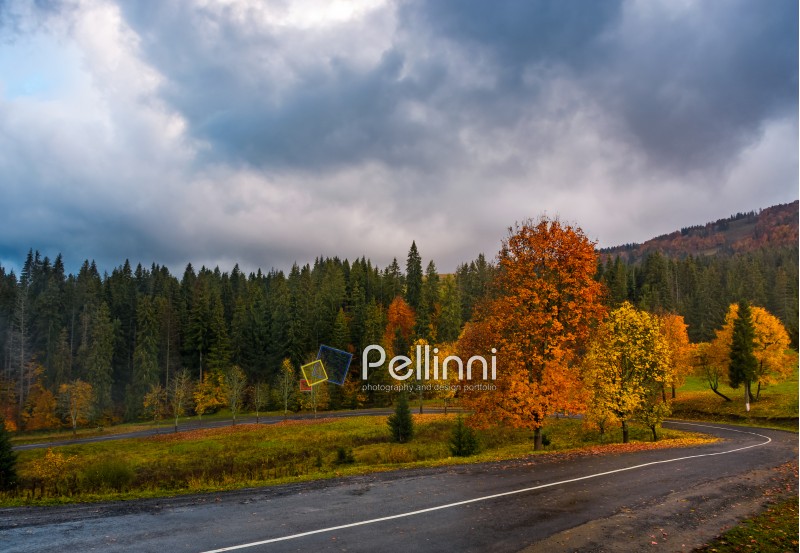 colorful foliage on serpentine in rainy fall weather. dramatic scene in mountains