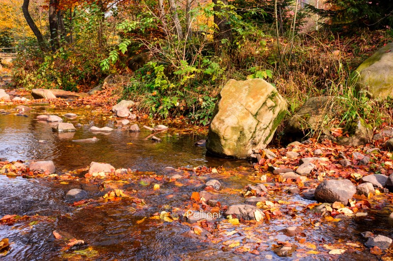 colorful leaves in the river. beautiful autumn landscape with rocks near shore and deciduous forest reflection on a sunny day in picturesque carpathian region